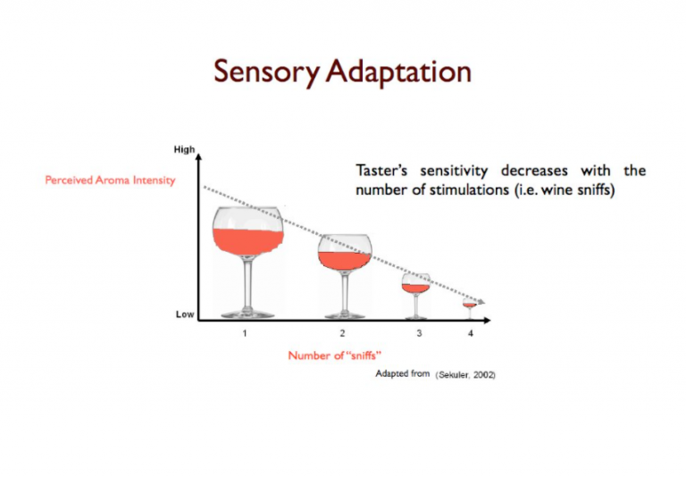 sensory-adaptation-definition-examples-it-lesson-education