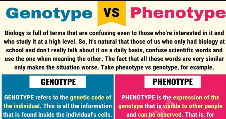 genotype-vs-phenotype-lesson-for-kids-definitions-examples-it