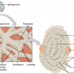 Cancellous Bone: Definition, Structure & Function